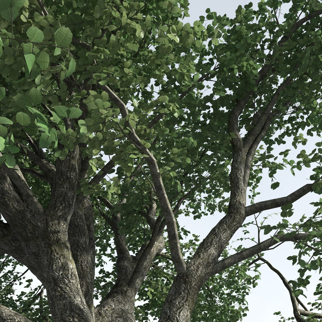 3D trees 9 model https://p.turbosquid.com/ts-thumb/ey/HCWfpw/z7A2pXmE/three_season_trees_9_05/jpg/1543046339/1920x1080/fit_q87/2292b77028f96f110e50512769aacf8815881131/three_season_trees_9_05.jpg