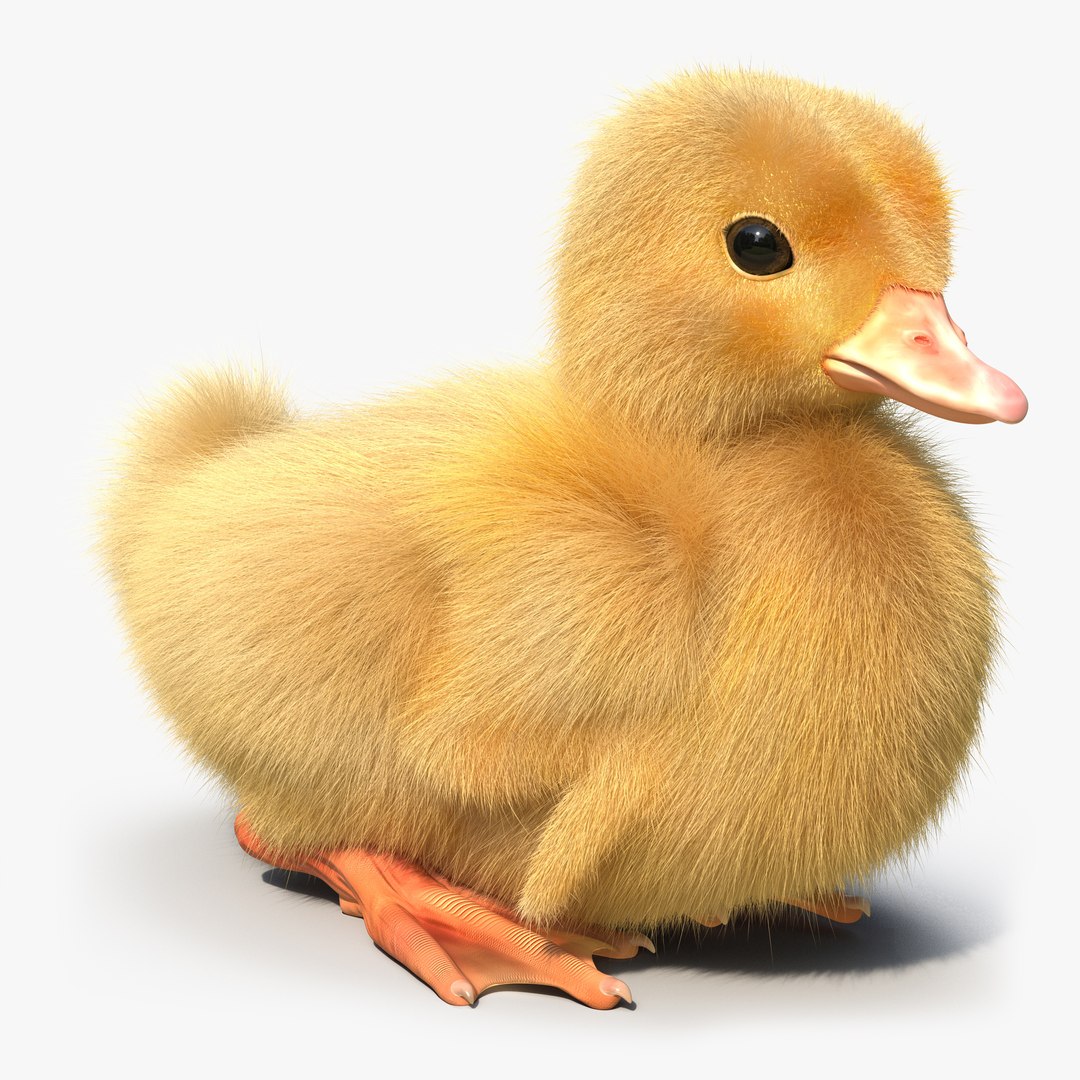 Duckling Sitting Pose 3D model preview