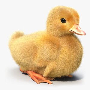 duckling duck 3d max