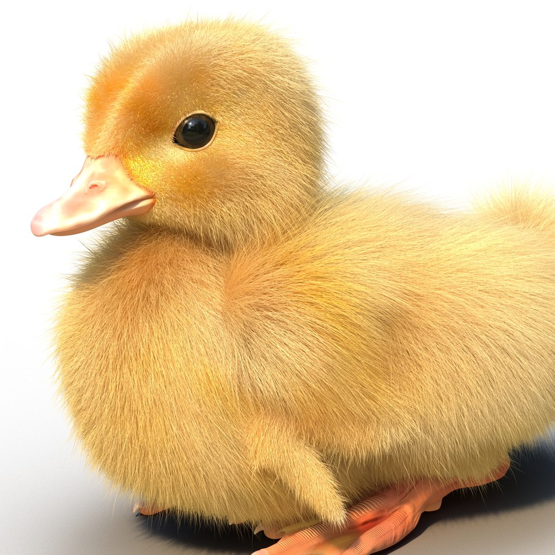 duckling duck 3d max