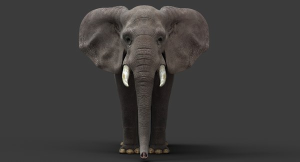 アフリカ象3Dモデル - TurboSquid 300276