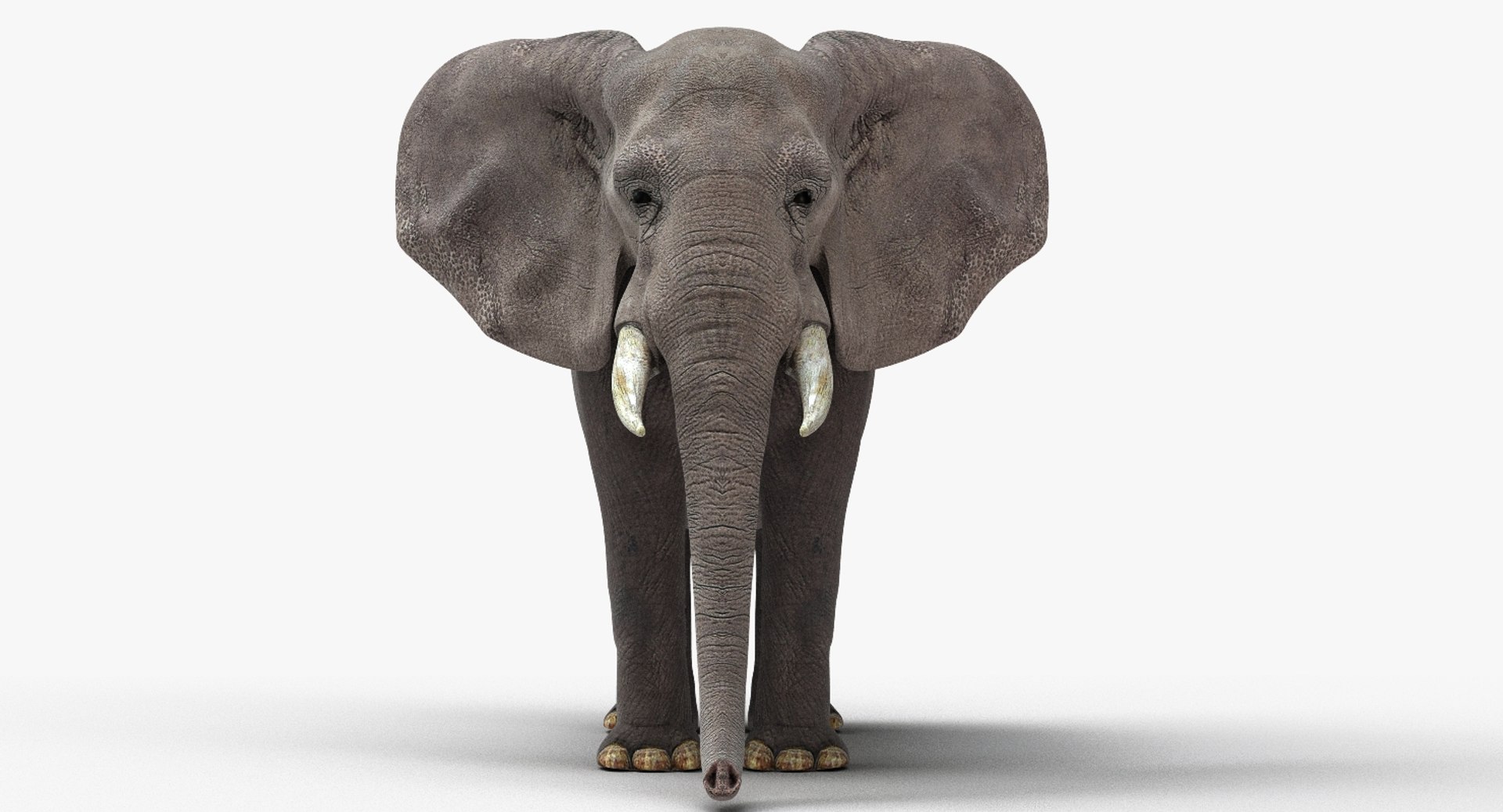 3d Model African Elephant