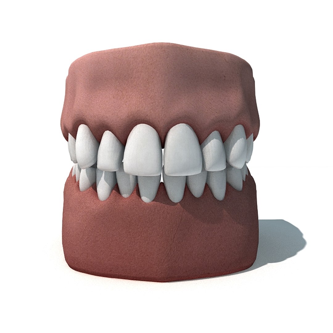 3d Model Teeths Gums
