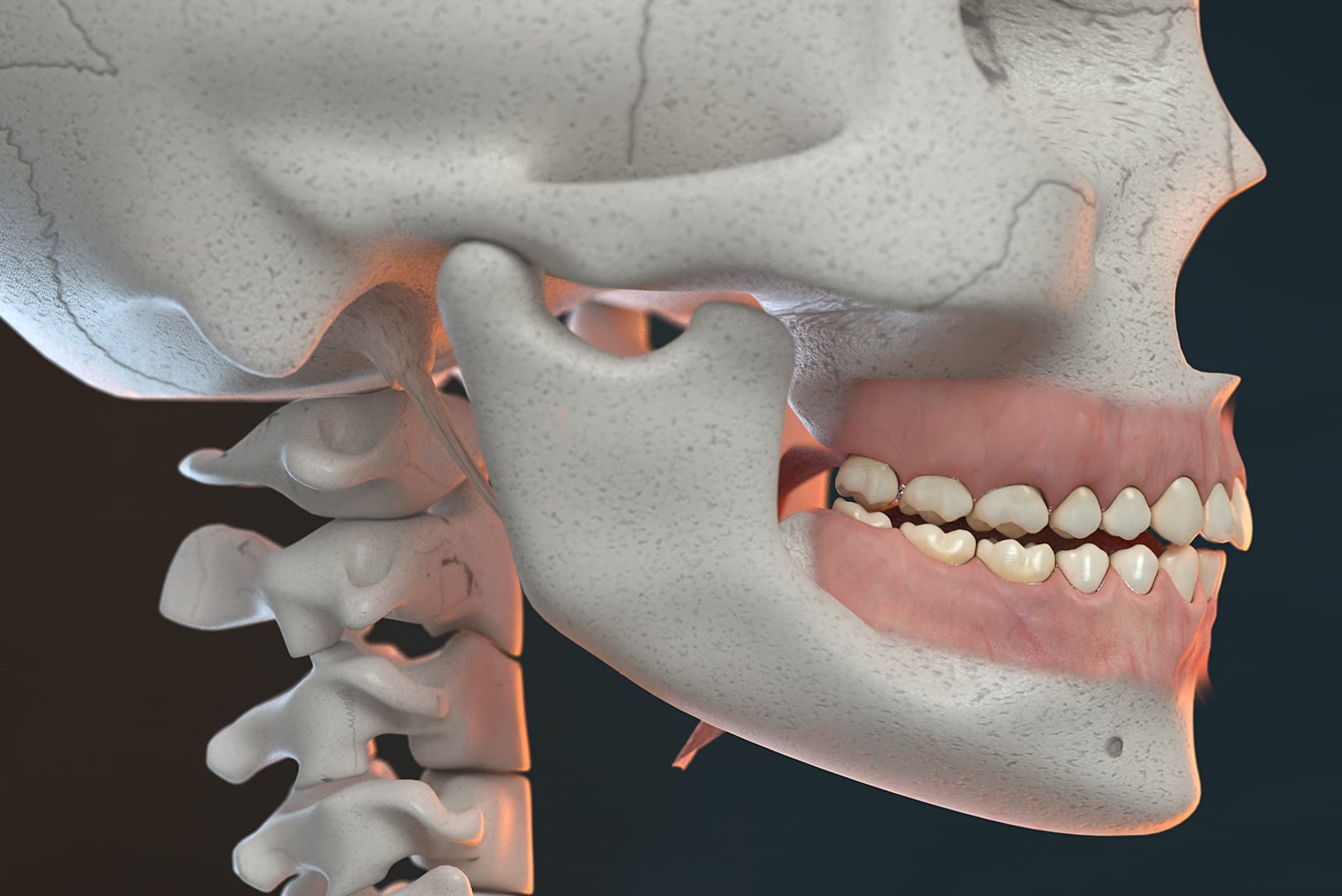 3D Model Skull V-ray Bones Anatomy - TurboSquid 1398700
