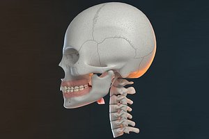 3D model skull v-ray bones anatomy