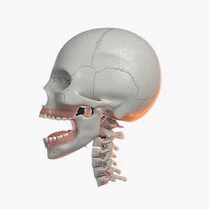 3D model skull v-ray bones anatomy