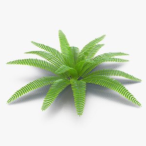 Fern 3 3D Model