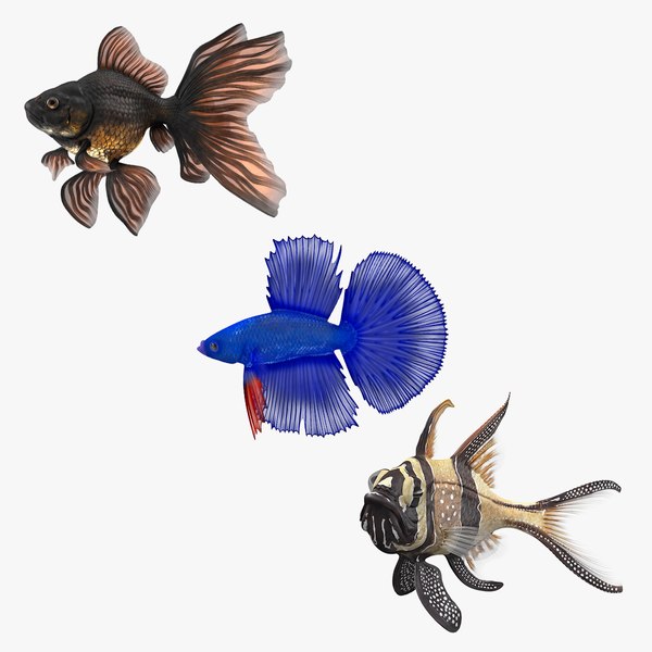 Aquarium Fishes Collection 3D model