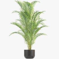 Areca Palm 004