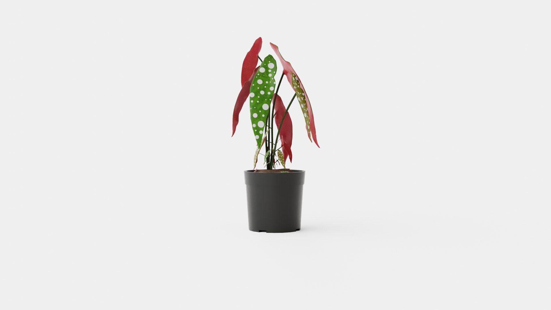 Begonia Maculate 3D Model - TurboSquid 2256302