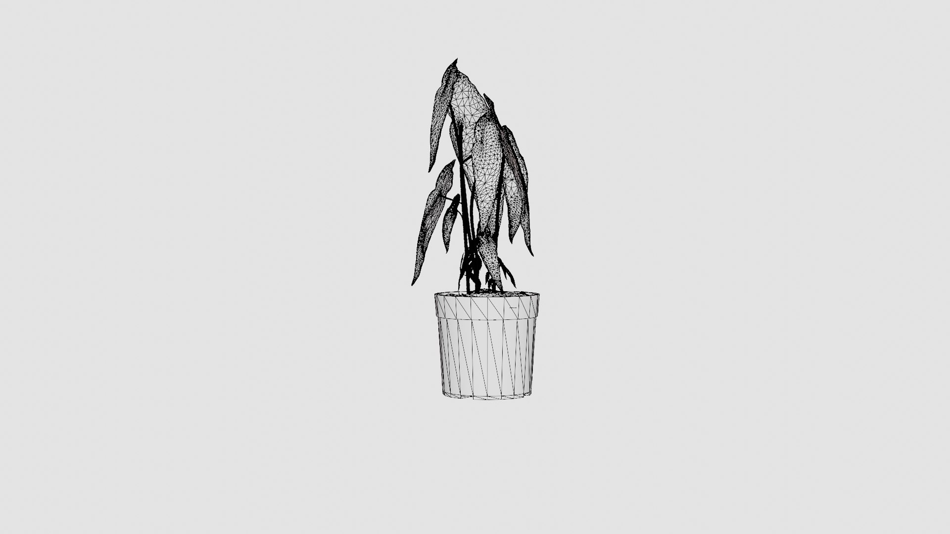 Begonia Maculate 3D Model - TurboSquid 2256302