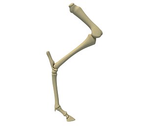 animal femur bones 3D model