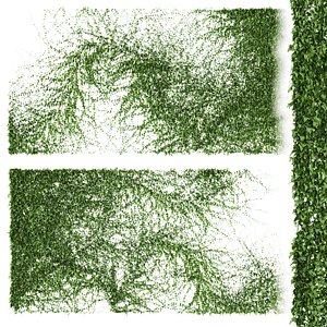 Long Ivy Wall