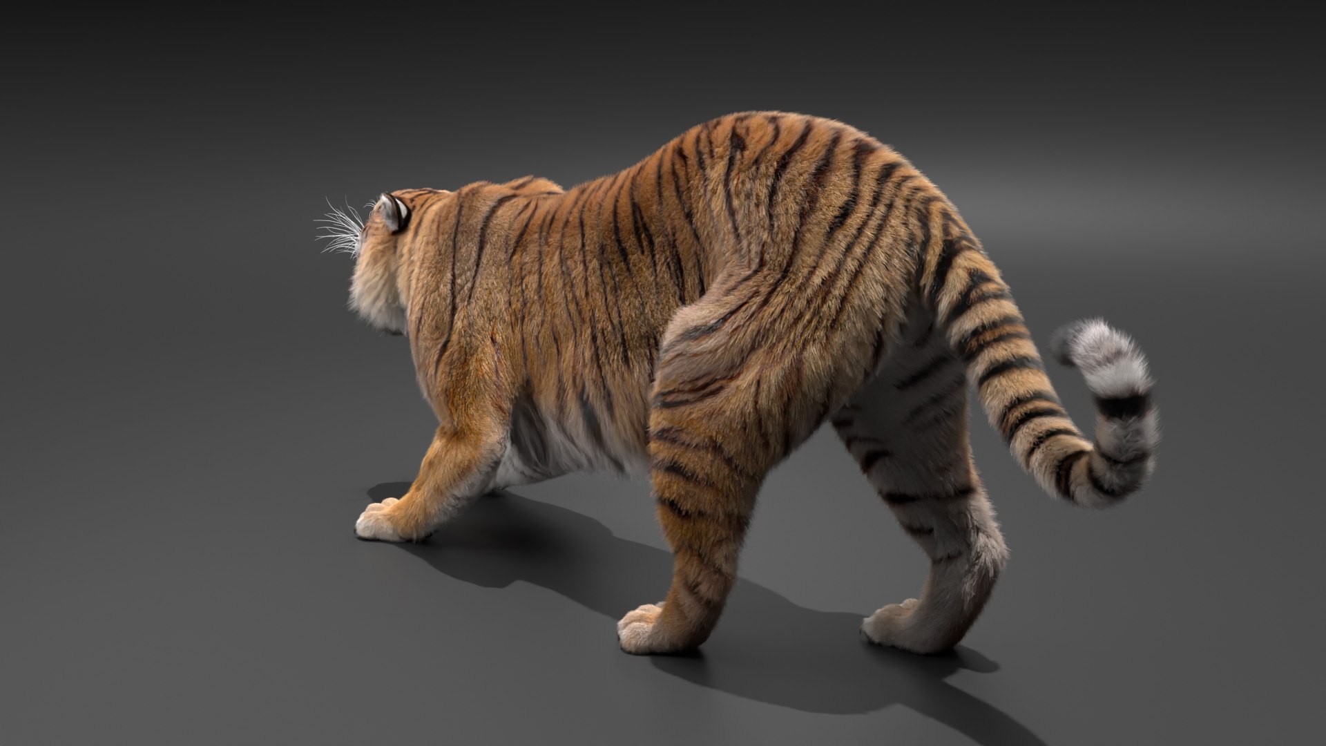 Rigged Siberian Tiger With Animation 3D - TurboSquid 2423313