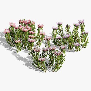 King Protea Bush Collection 3D 3D
