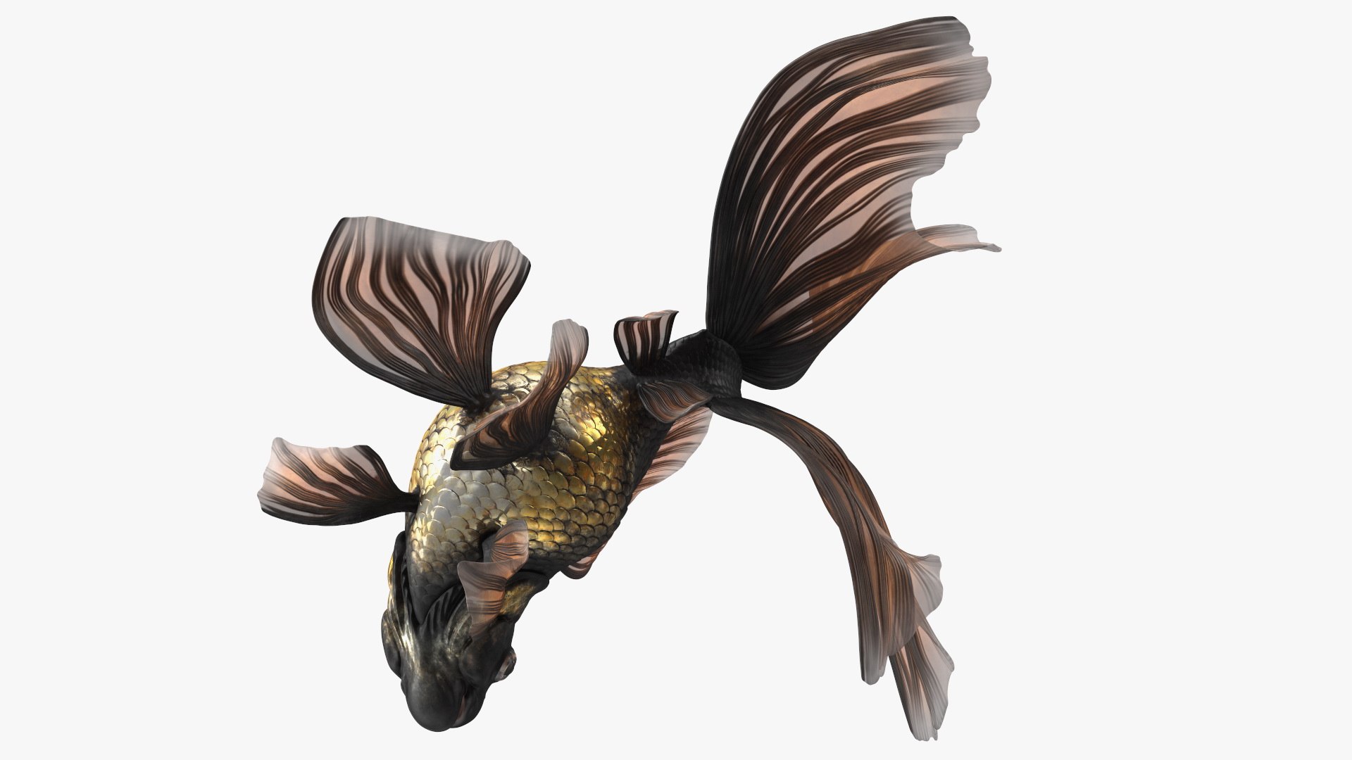 3D model Black Moor Goldfish Swim https://p.turbosquid.com/ts-thumb/ez/gOlvb6/4x/blackmoorgoldfishswim3dsmodel016/jpg/1627079156/1920x1080/fit_q87/28a30d73e6b42af52f8f3a42e1479b7c4d259dcc/blackmoorgoldfishswim3dsmodel016.jpg