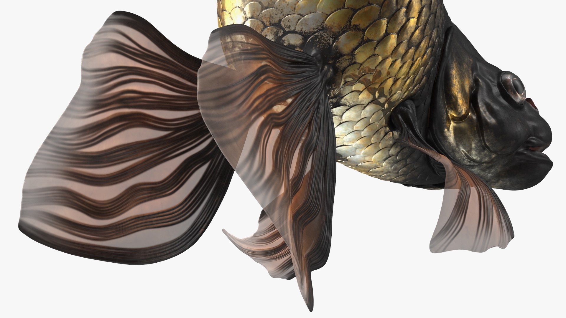 3D model Black Moor Goldfish Swim https://p.turbosquid.com/ts-thumb/ez/gOlvb6/5O/blackmoorgoldfishswim3dsmodel019/jpg/1627079162/1920x1080/fit_q87/1757ecd95309277947109b6cec82ad5608f92479/blackmoorgoldfishswim3dsmodel019.jpg