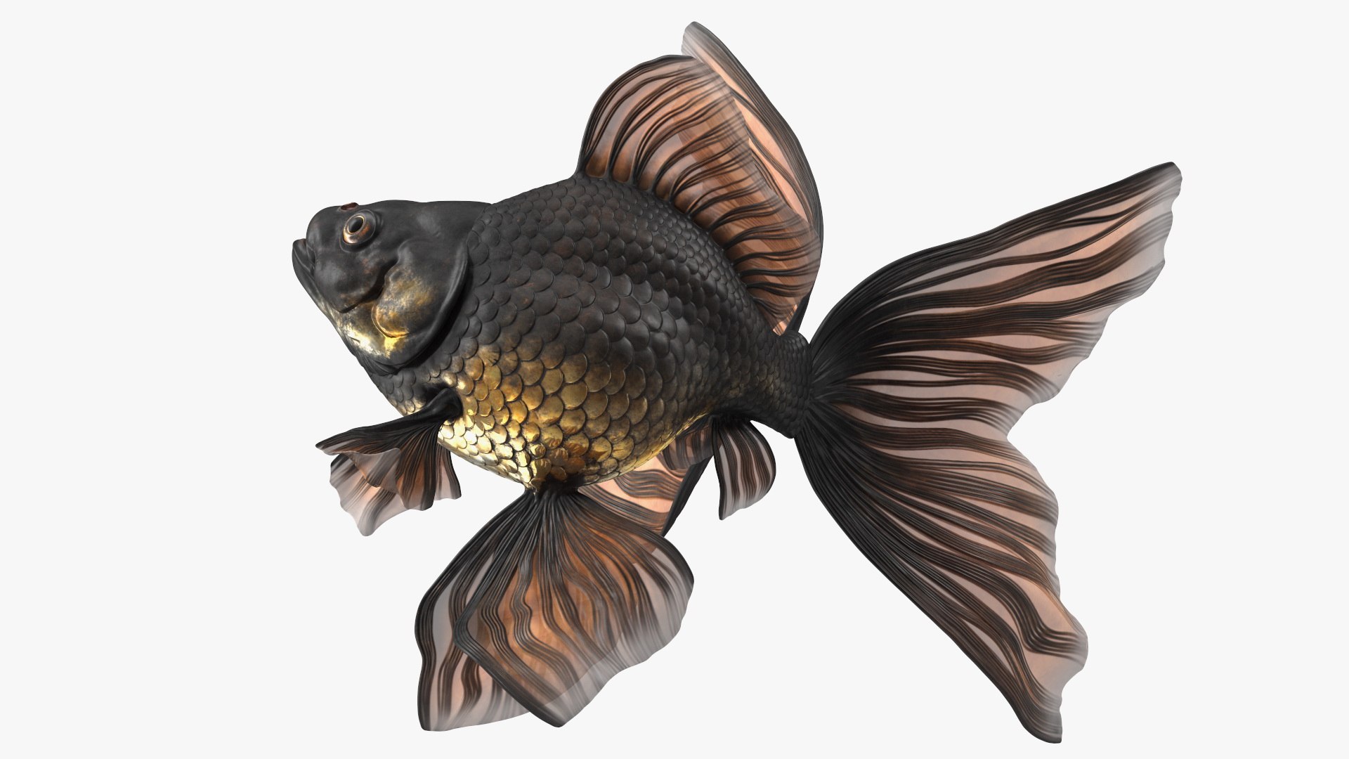 3D model Black Moor Goldfish Swim https://p.turbosquid.com/ts-thumb/ez/gOlvb6/7W/blackmoorgoldfishswim3dsmodel013/jpg/1627079149/1920x1080/fit_q87/b486f14686971246d37145a0f9110e5f723daa5c/blackmoorgoldfishswim3dsmodel013.jpg