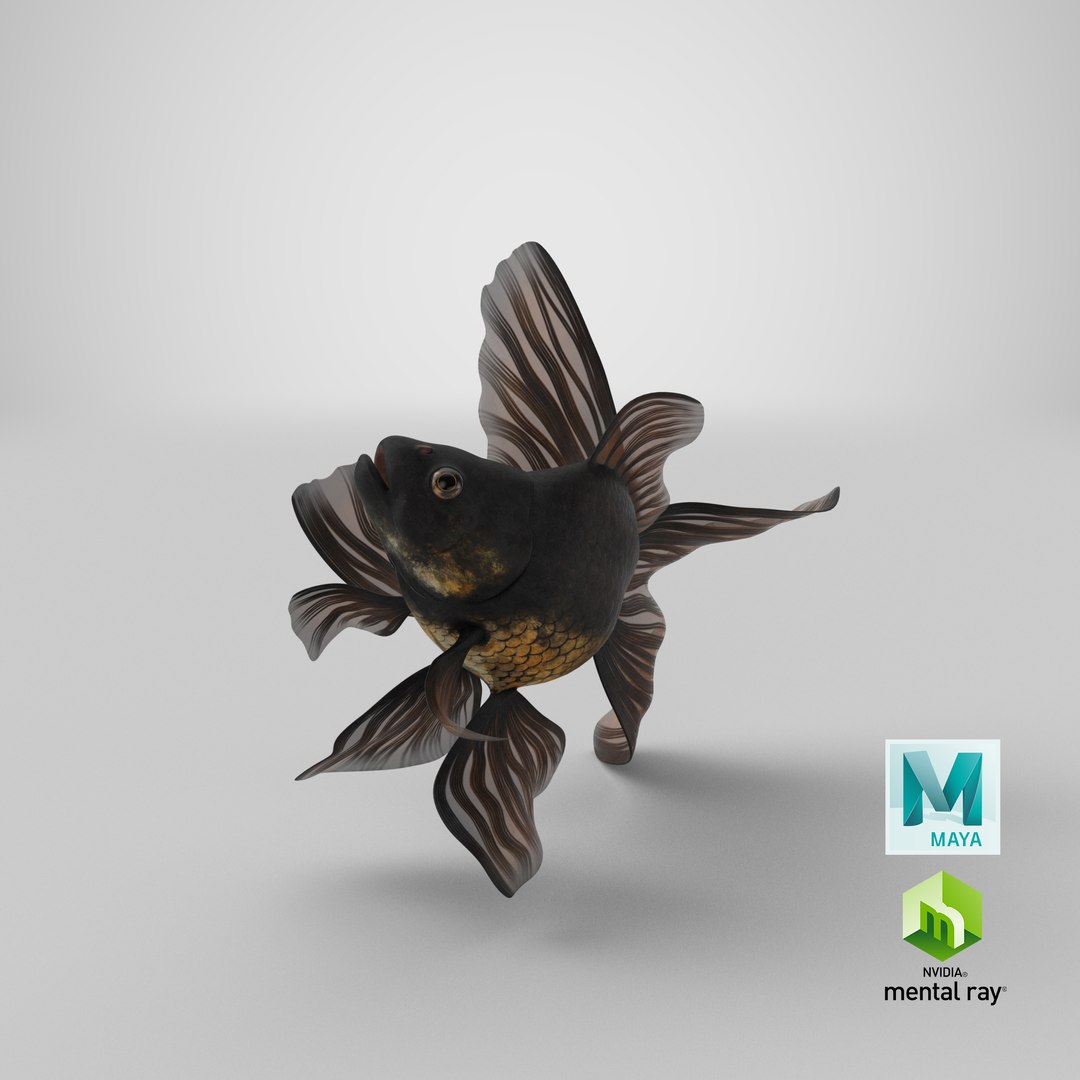 3D model Black Moor Goldfish Swim https://p.turbosquid.com/ts-thumb/ez/gOlvb6/Eo/stemcell_maya_mental_ray_render/png/1643807466/1920x1080/fit_q87/5e4163132197ed09f36183cce9b614b588fd9150/stemcell_maya_mental_ray_render.jpg