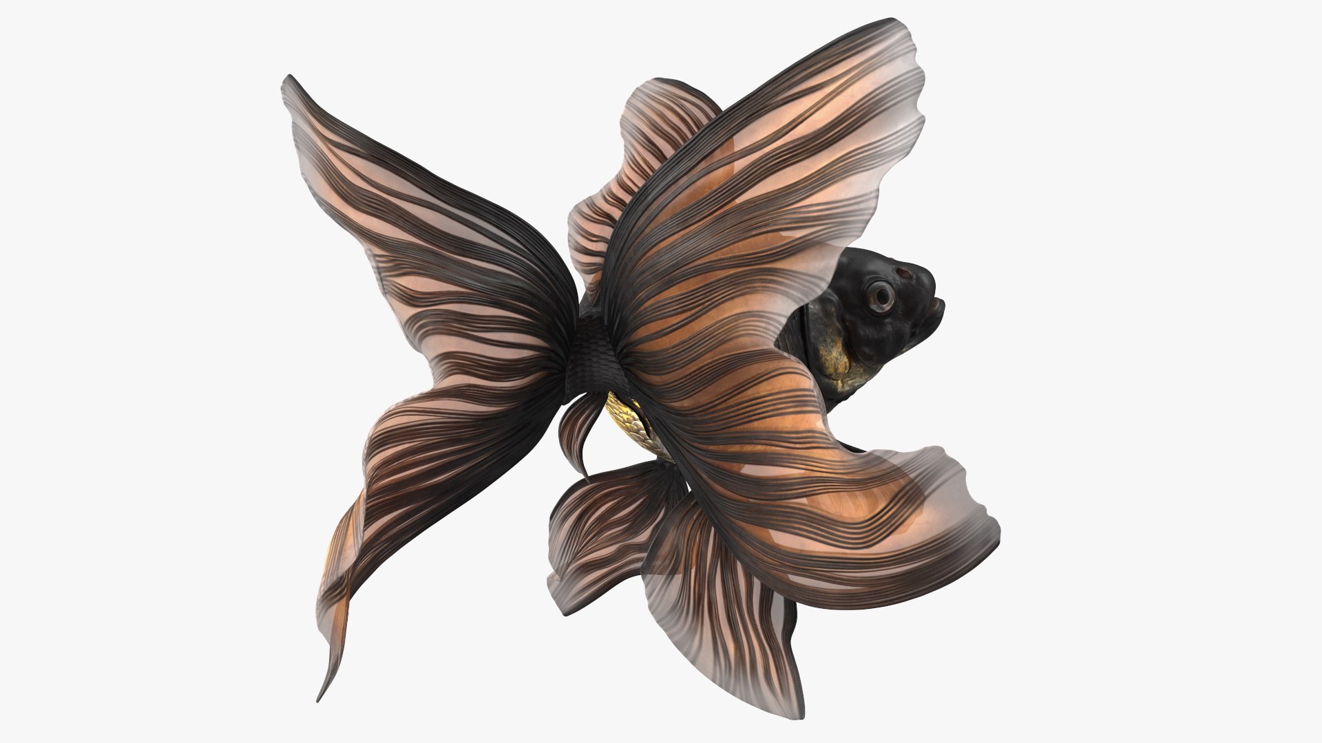 3D model Black Moor Goldfish Swim https://p.turbosquid.com/ts-thumb/ez/gOlvb6/LR/blackmoorgoldfishswim3dsmodel011/jpg/1627079144/1920x1080/fit_q87/d8efbc24db144ae19d44552099c6efd09d7b03d9/blackmoorgoldfishswim3dsmodel011.jpg