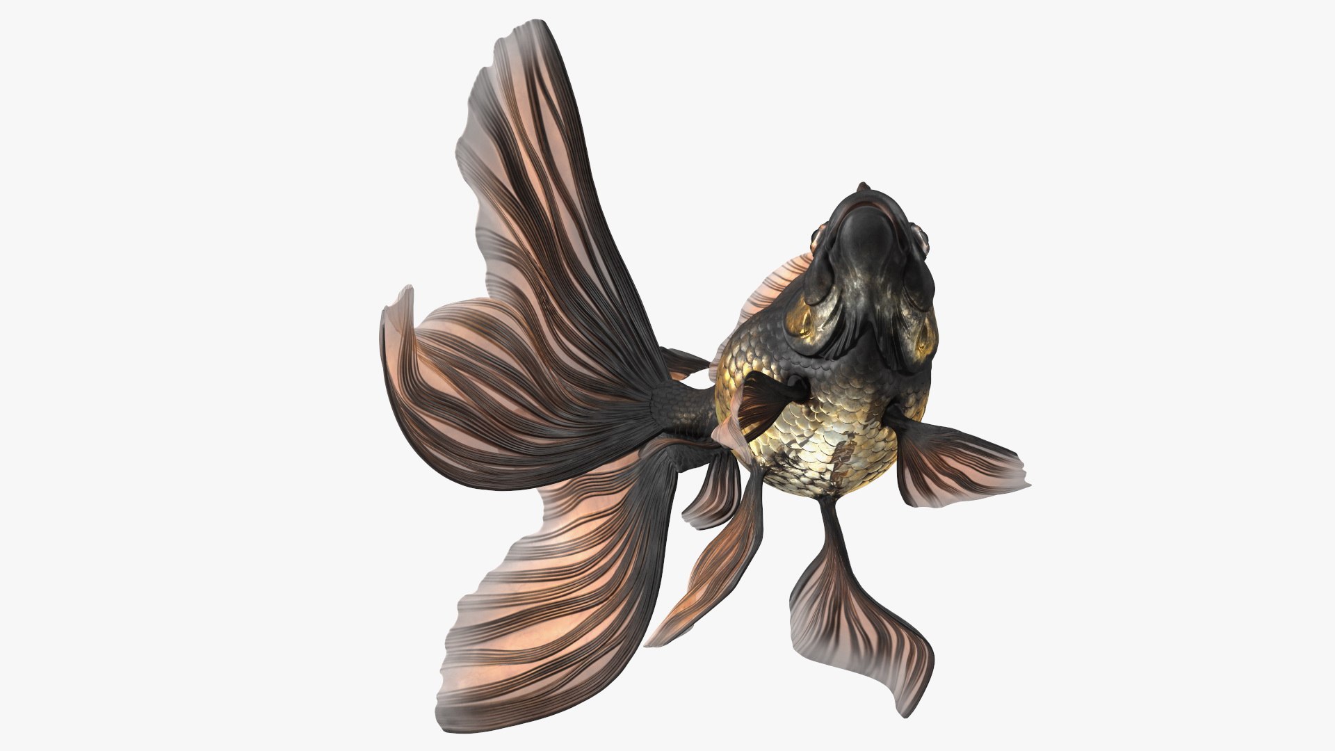 3D model Black Moor Goldfish Swim https://p.turbosquid.com/ts-thumb/ez/gOlvb6/Mh/blackmoorgoldfishswim3dsmodel009/jpg/1627079140/1920x1080/fit_q87/e7dee39b090295148d04822bd22902a652d8b673/blackmoorgoldfishswim3dsmodel009.jpg