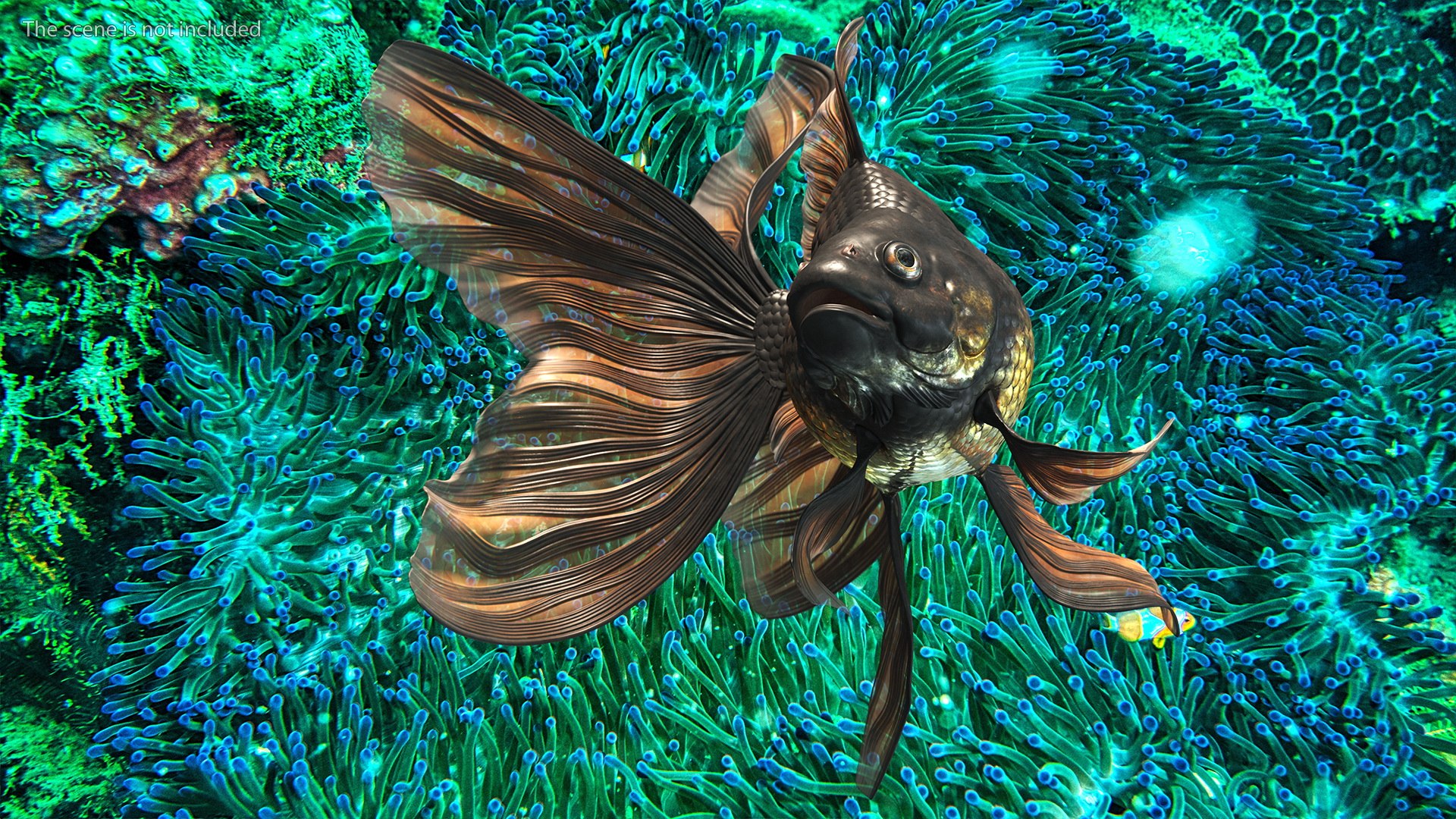3D model Black Moor Goldfish Swim https://p.turbosquid.com/ts-thumb/ez/gOlvb6/RH/blackmoorgoldfishswim3dsmodel004/jpg/1627079126/1920x1080/fit_q87/5adf30d887b1de5fbf71076fcd63d2059b813d6b/blackmoorgoldfishswim3dsmodel004.jpg