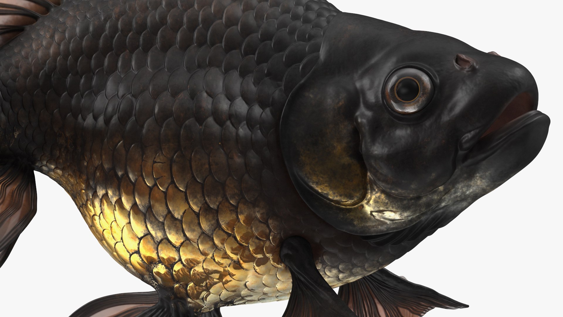 3D model Black Moor Goldfish Swim https://p.turbosquid.com/ts-thumb/ez/gOlvb6/bf/blackmoorgoldfishswim3dsmodel018/jpg/1627079160/1920x1080/fit_q87/f8a8f863e745204e2f681ef0a40bc82efb438909/blackmoorgoldfishswim3dsmodel018.jpg