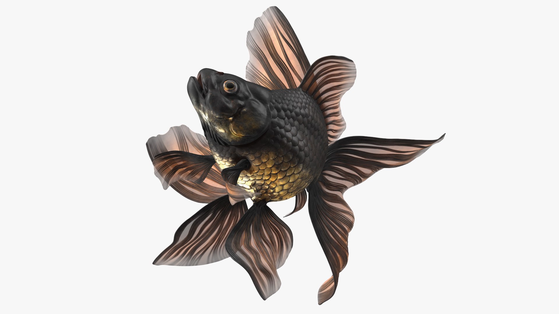 Black Moor Goldfish Swim 3D model preview