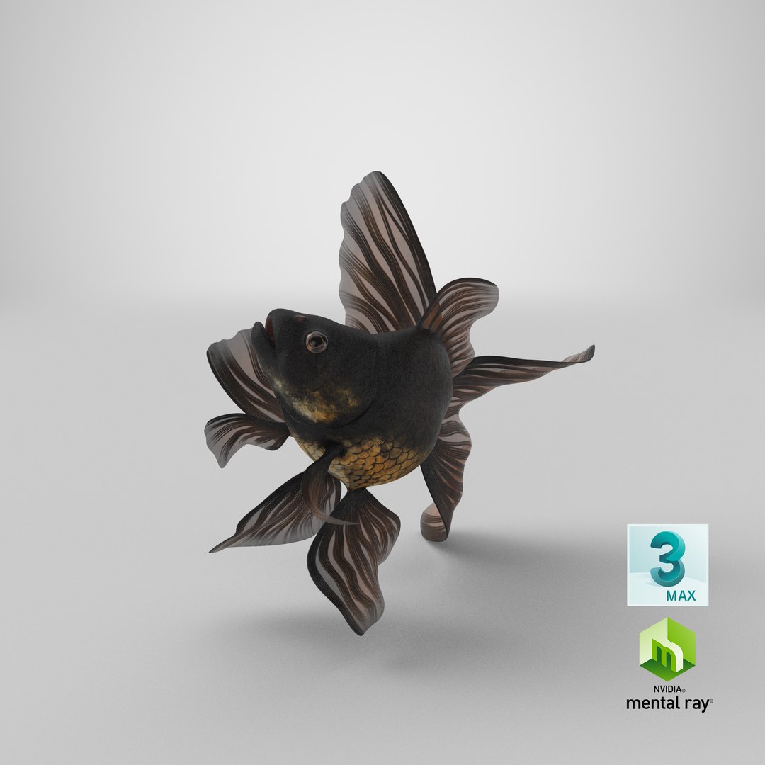 3D model Black Moor Goldfish Swim https://p.turbosquid.com/ts-thumb/ez/gOlvb6/jJ/stemcell_max_mental_ray_render/png/1643807463/1920x1080/fit_q87/91b07642e03717fcbe13265c70aa9aa52151e8c3/stemcell_max_mental_ray_render.jpg