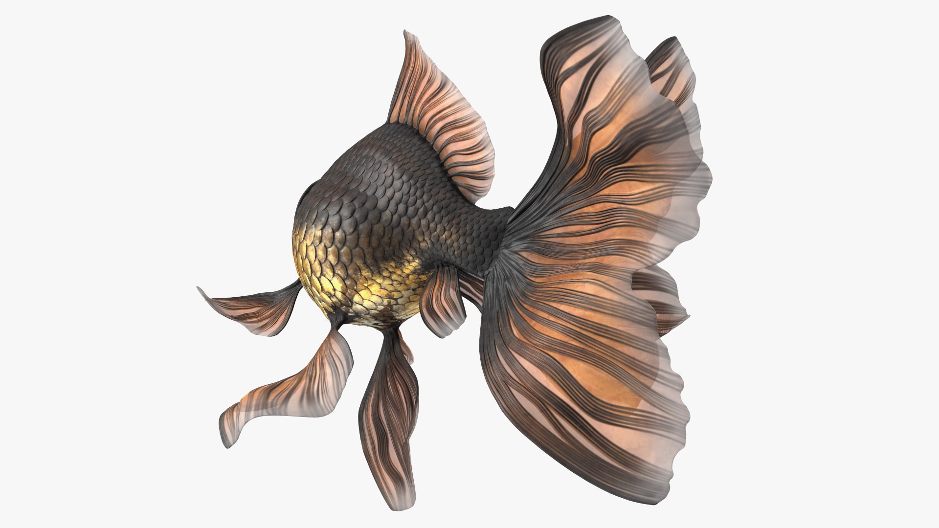 3D model Black Moor Goldfish Swim https://p.turbosquid.com/ts-thumb/ez/gOlvb6/jX/blackmoorgoldfishswim3dsmodel012/jpg/1627079147/1920x1080/fit_q87/98380bd0dc7fdbf1d95c6ce39143d462e2d11cb7/blackmoorgoldfishswim3dsmodel012.jpg