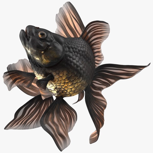 3D model Black Moor Goldfish Swim
