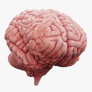 3D Human Brain Fresh model