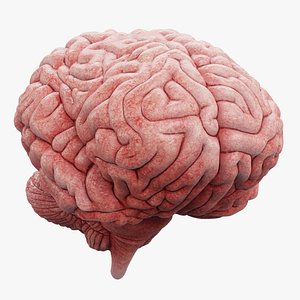 Human Brain Fresh