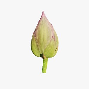 3D model Anydrafts Nelumbo nucifera 01