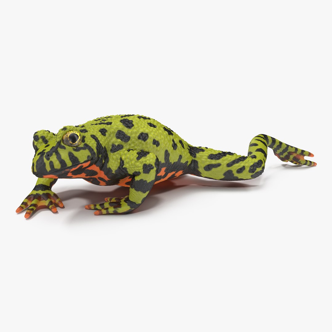 Fire Bellied Toad Frog Pose 3 3D Model 3D model preview