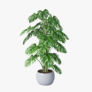 monstera pot 3D