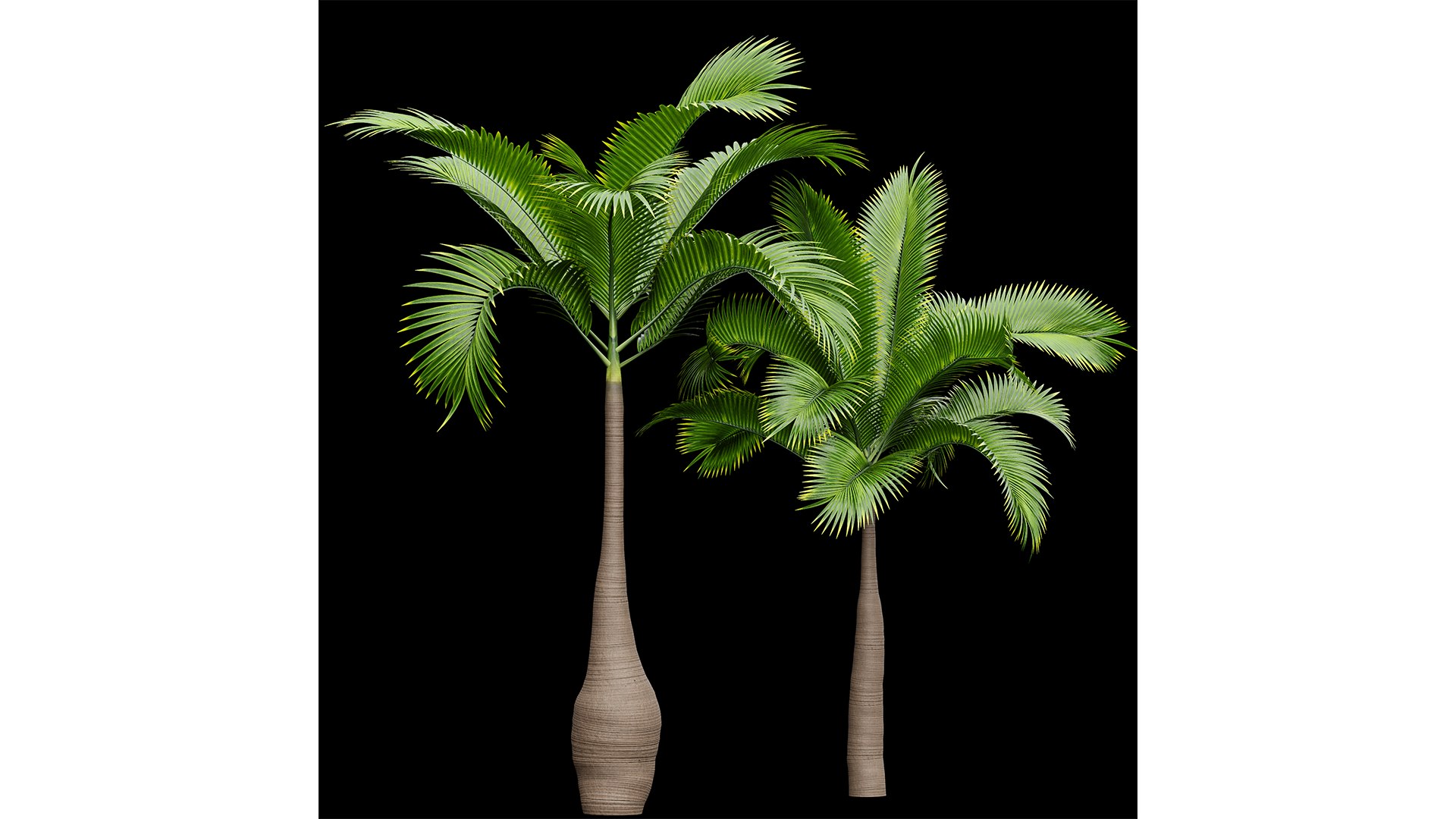 3D Bottle Palm Tree Hyophorbe lagenicaulis Tall model https://p.turbosquid.com/ts-thumb/ez/uAHQX2/5O/z03/png/1718798110/1920x1080/fit_q87/53c26491ea1b6a44886f30c023b28275908d7261/z03.jpg