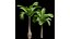 Bottle Palm Tree Hyophorbe lagenicaulis Tall