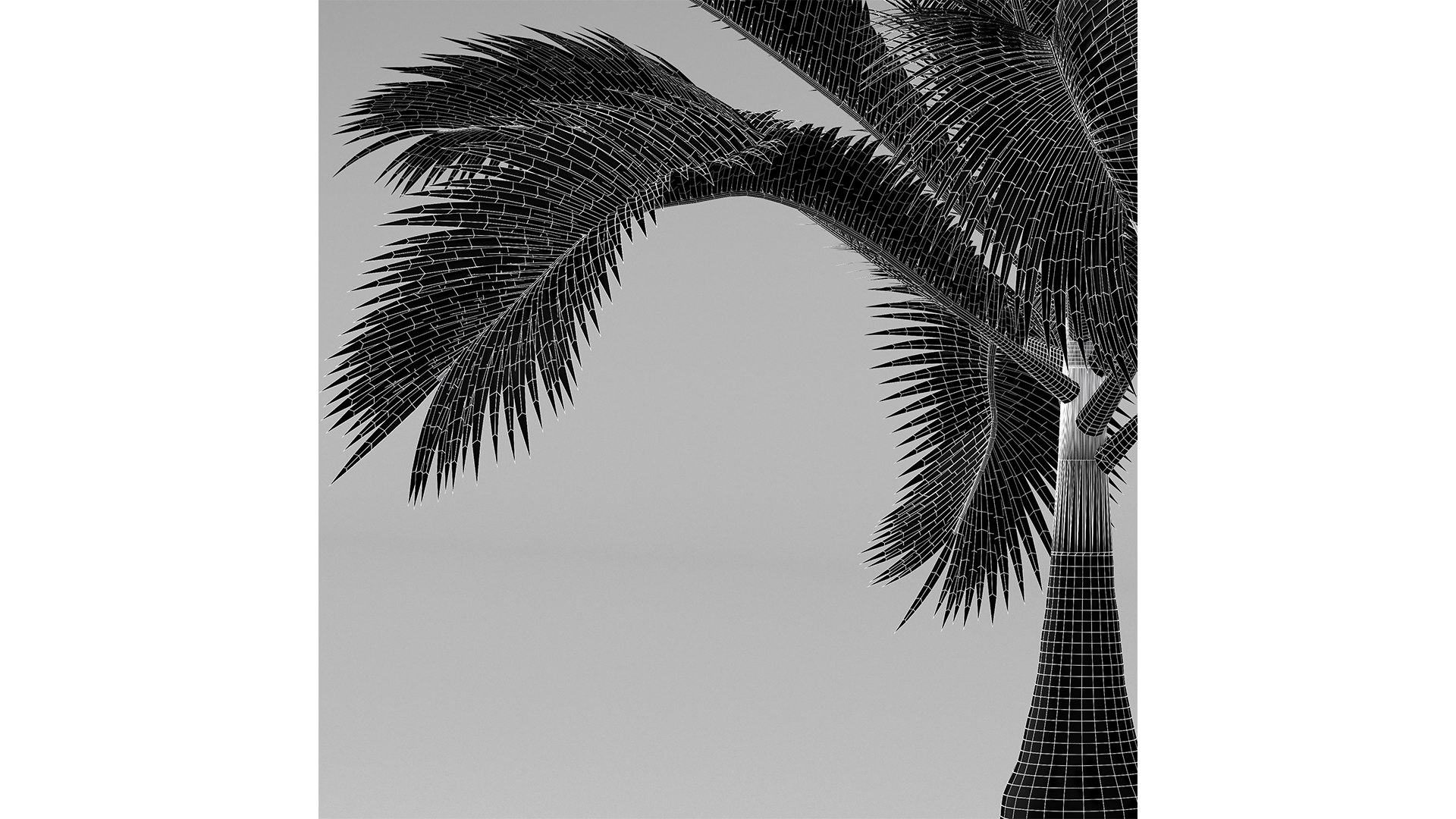 3D Bottle Palm Tree Hyophorbe lagenicaulis Tall model https://p.turbosquid.com/ts-thumb/ez/uAHQX2/9Q/z06/png/1718798115/1920x1080/fit_q87/26e54c23b99448dc3fa6e94e0134b529566aaa47/z06.jpg