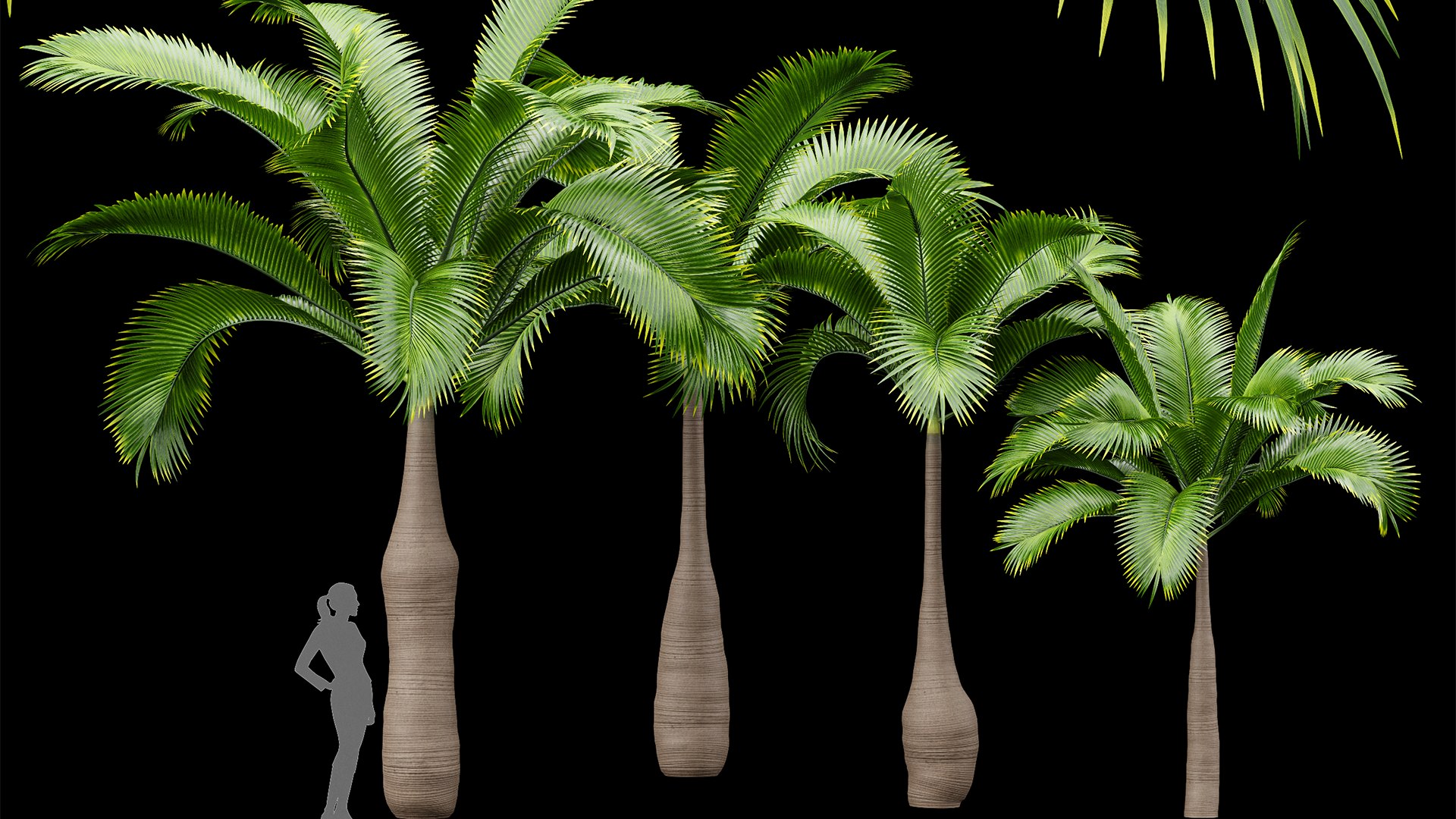 3D Bottle Palm Tree Hyophorbe lagenicaulis Tall model https://p.turbosquid.com/ts-thumb/ez/uAHQX2/Ic/z01/png/1718798109/1920x1080/fit_q87/926a8be075620b9d55f1e2b3dcdaf7ddf021b0b3/z01.jpg