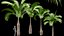 Bottle Palm Tree Hyophorbe lagenicaulis Tall