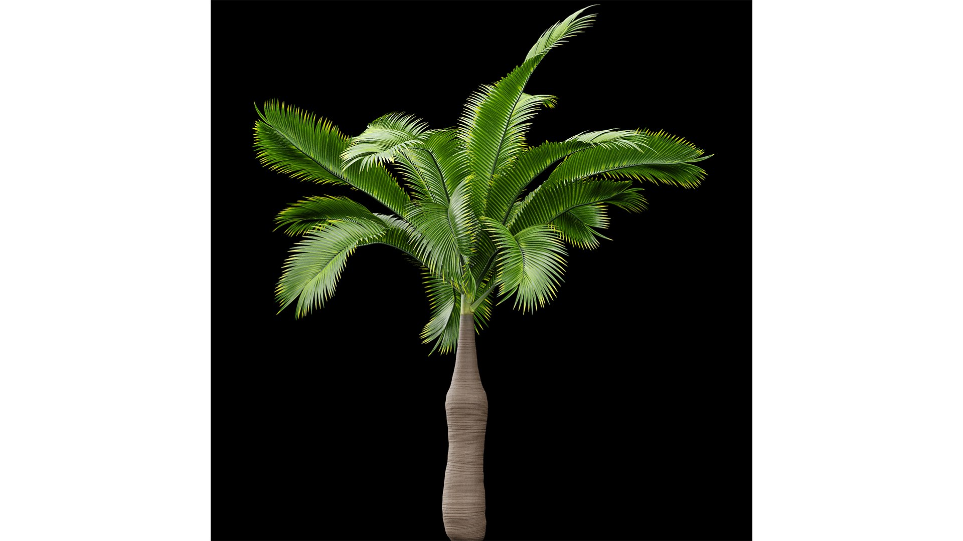3D Bottle Palm Tree Hyophorbe lagenicaulis Tall model https://p.turbosquid.com/ts-thumb/ez/uAHQX2/Qo/z02/png/1718798109/1920x1080/fit_q87/c32259448edca6e7fd4d5e935756ef133e6d5a97/z02.jpg