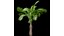 Bottle Palm Tree Hyophorbe lagenicaulis Tall