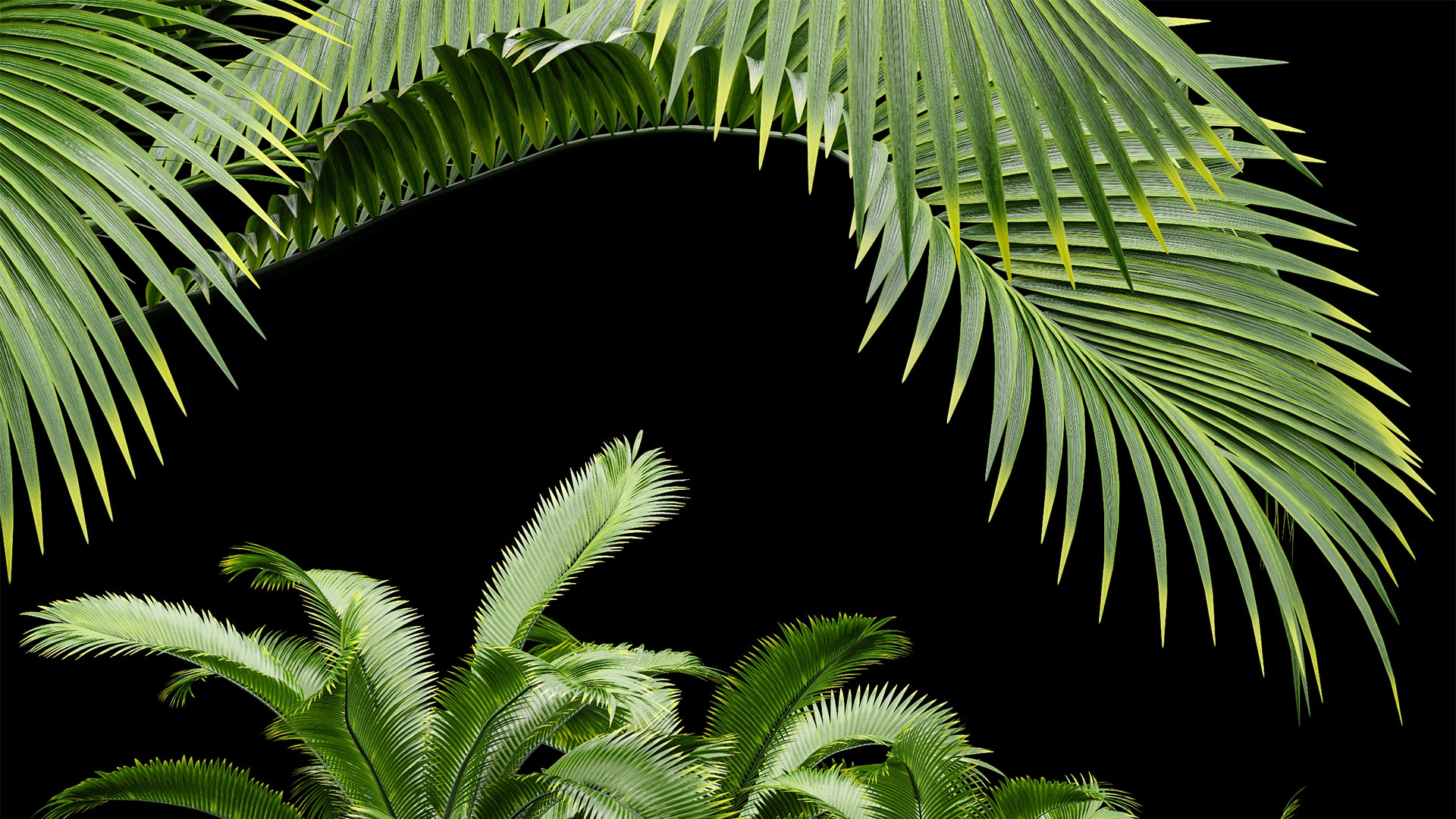 3D Bottle Palm Tree Hyophorbe lagenicaulis Tall model https://p.turbosquid.com/ts-thumb/ez/uAHQX2/sC/z05/png/1718798113/1920x1080/fit_q87/7bdebf298357f420edbe202f5389986a52ad1279/z05.jpg