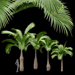 3D Bottle Palm Tree Hyophorbe lagenicaulis Tall model