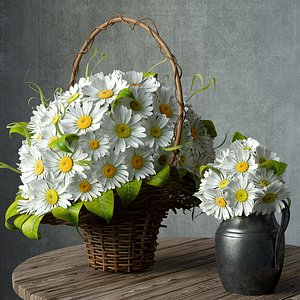 Chamomile