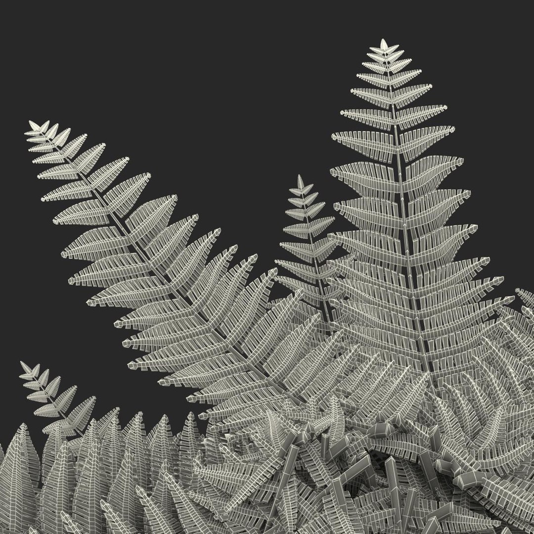 Fern Realistic 3d Model