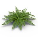 Fern