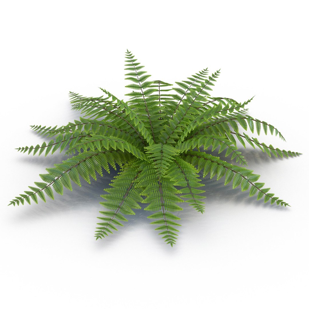 3D Plants Collection 3 https://p.turbosquid.com/ts-thumb/f0/MDzIAH/UJVflw35/fern3dmodel02/jpg/1655314932/1920x1080/fit_q87/474410515ec4a66d3dc25a5a49122b63c6ae1bac/fern3dmodel02.jpg