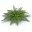 Collection de plantes 3